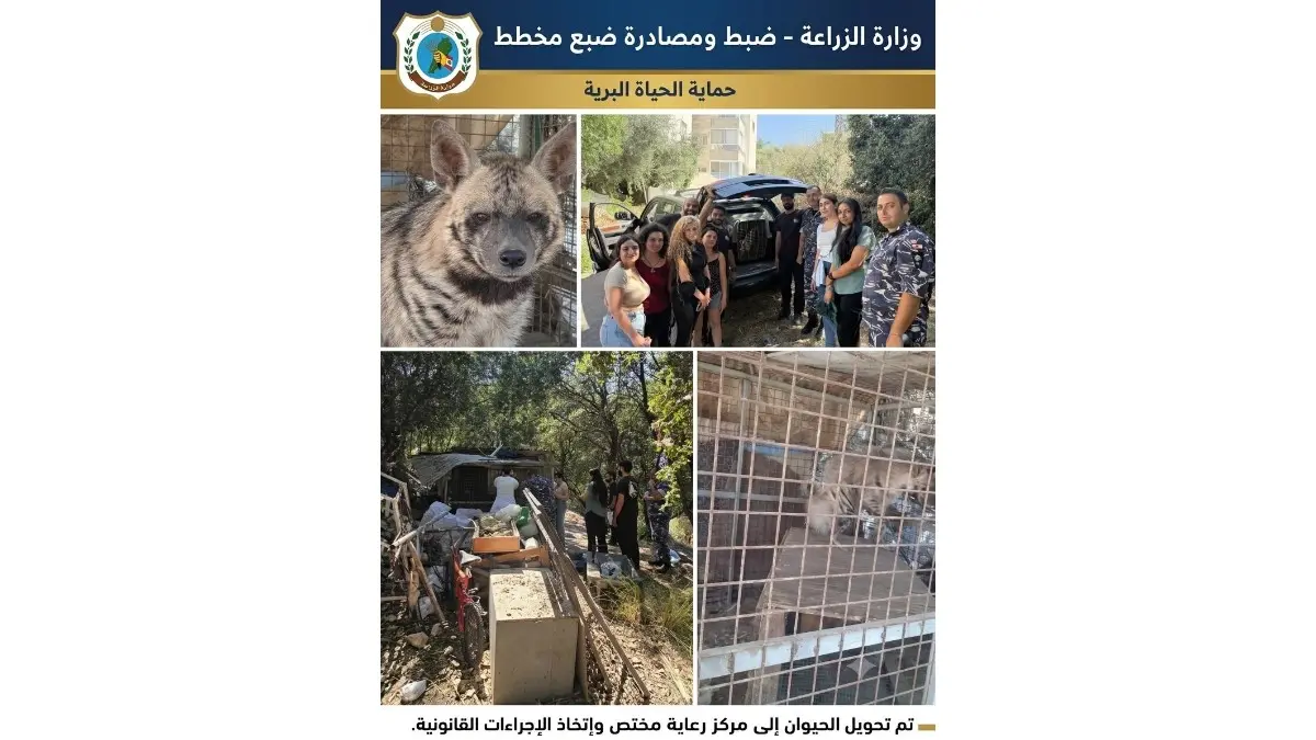 خطوة جديدة لحماية الحياة البرية... مصادرة ضبع مخطط في عمشيت