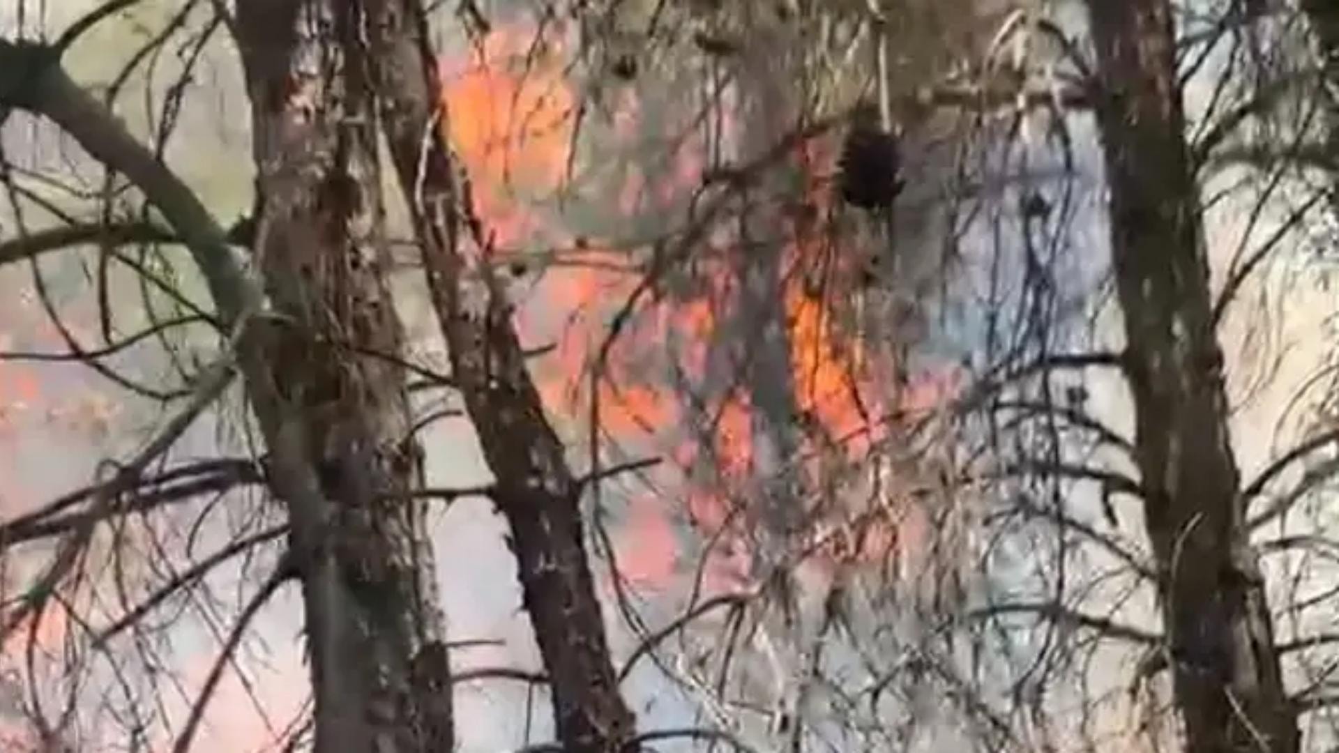 حريق واسع يلتهم المساحات الخضراء... والجهود متواصلة جوًّا وبرًّا
